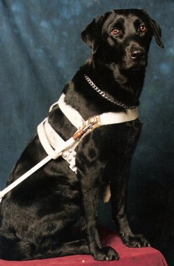 image: geleidehond-2