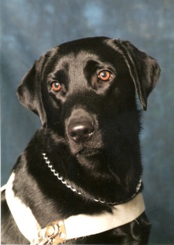 Geleidehond